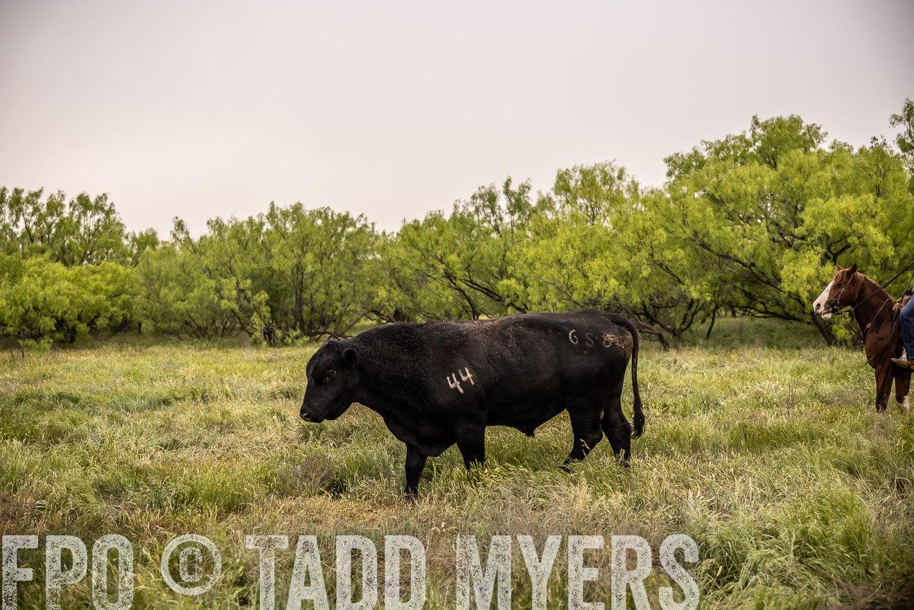 TMyers_PP_CircleBarRanch_TruscottTX_April2024-511888