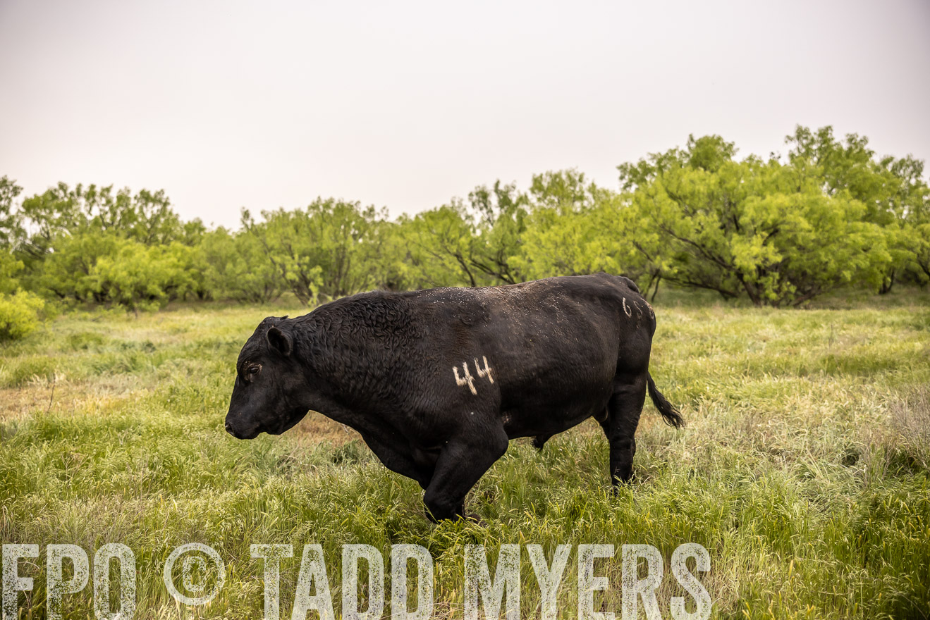 TMyers_PP_CircleBarRanch_TruscottTX_April2024-511895