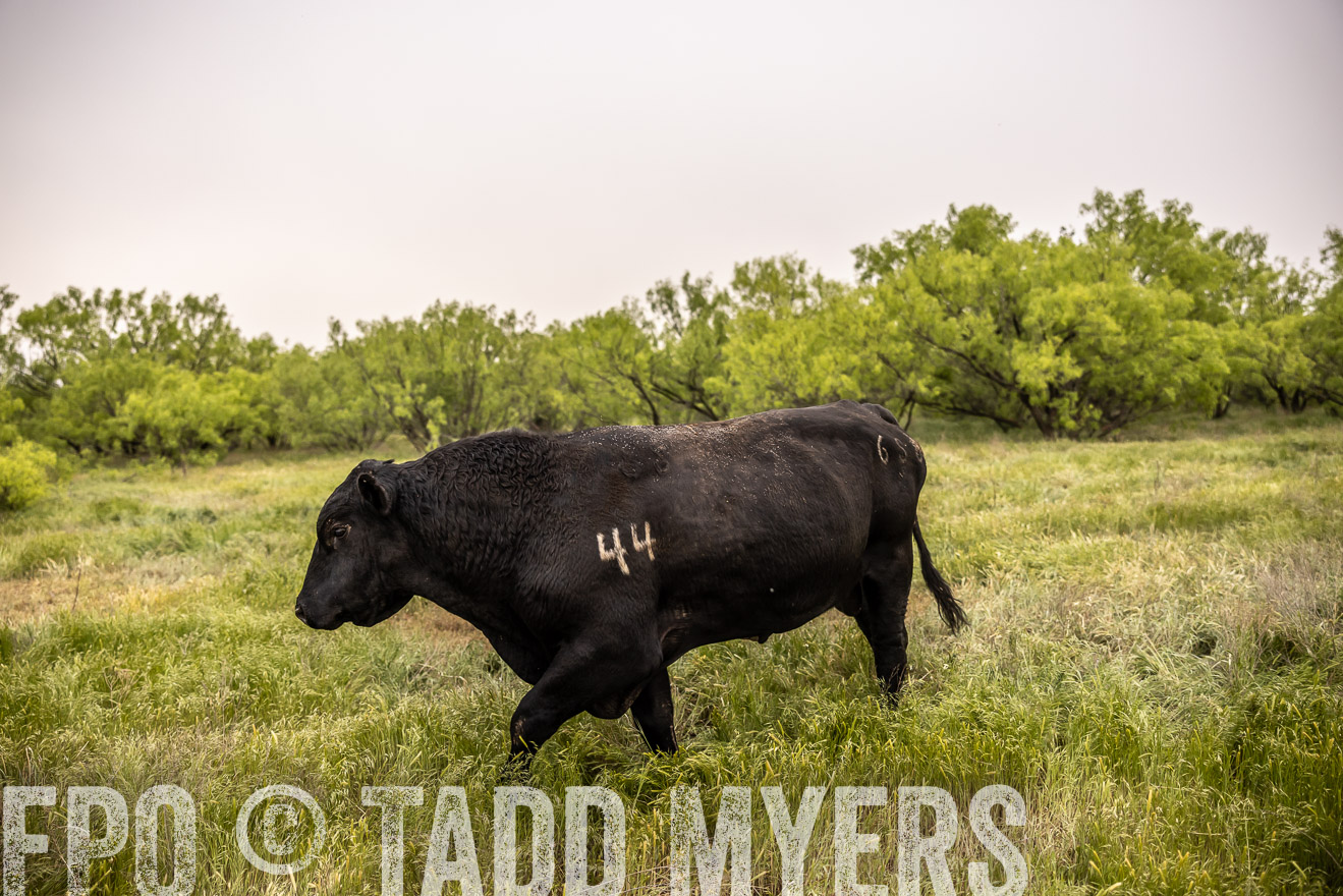 TMyers_PP_CircleBarRanch_TruscottTX_April2024-511896