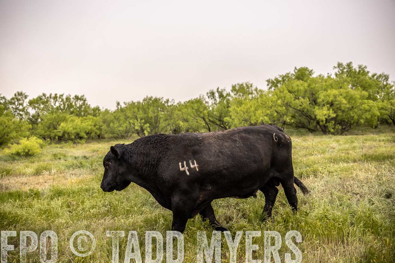 TMyers_PP_CircleBarRanch_TruscottTX_April2024-511897