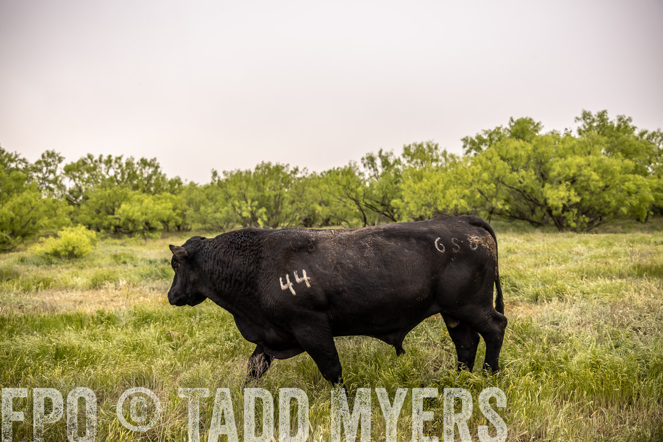 TMyers_PP_CircleBarRanch_TruscottTX_April2024-511901