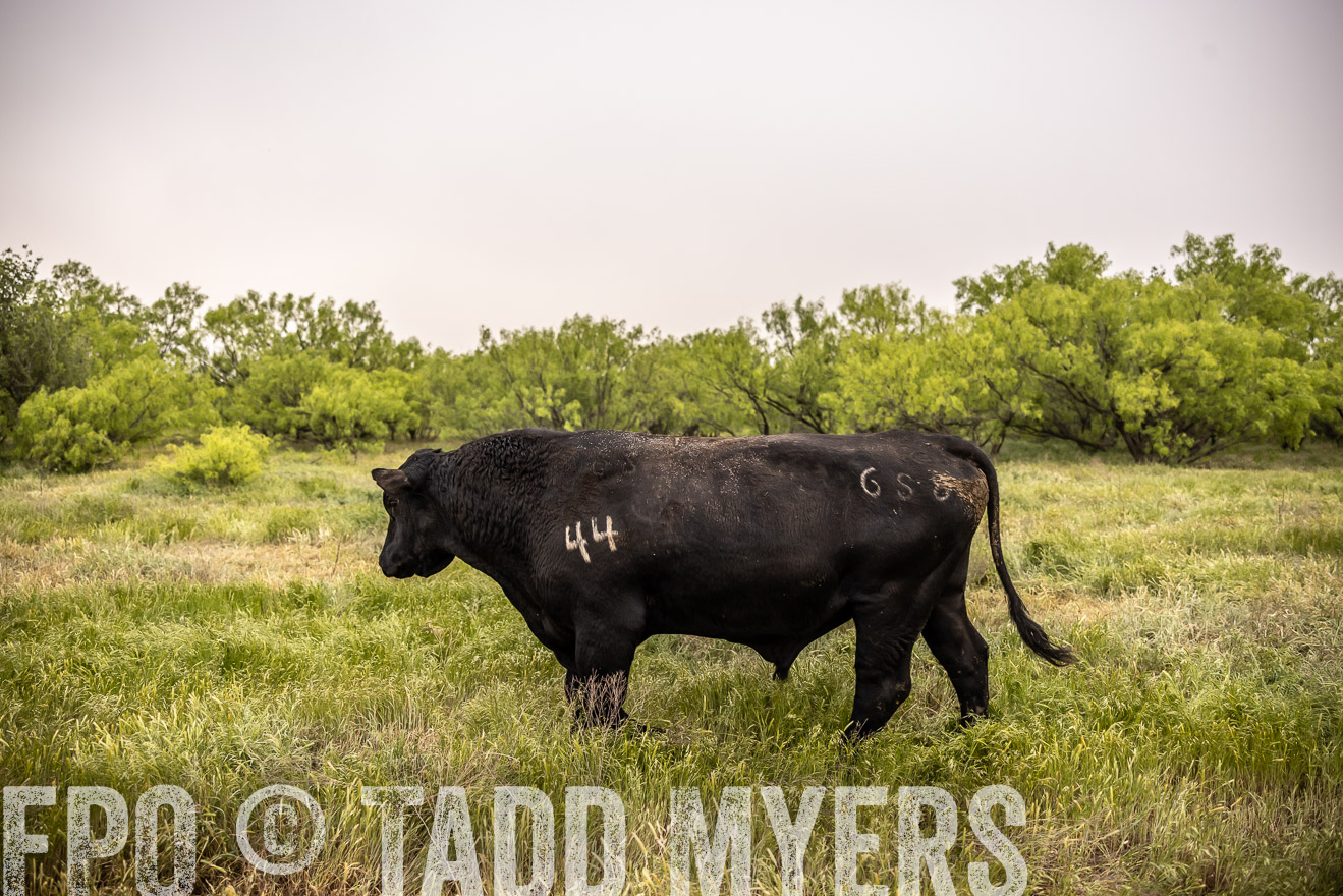 TMyers_PP_CircleBarRanch_TruscottTX_April2024-511903