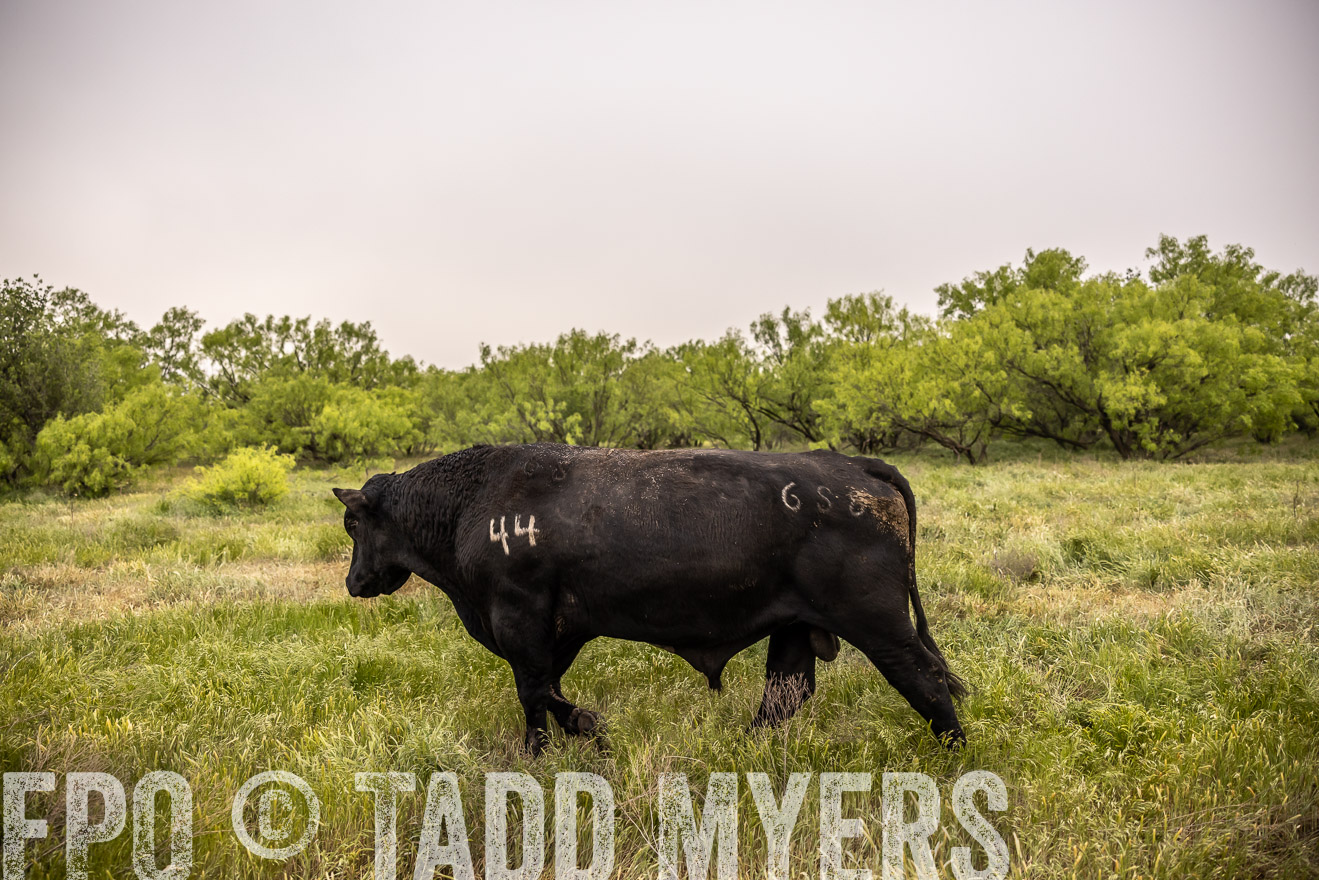 TMyers_PP_CircleBarRanch_TruscottTX_April2024-511907
