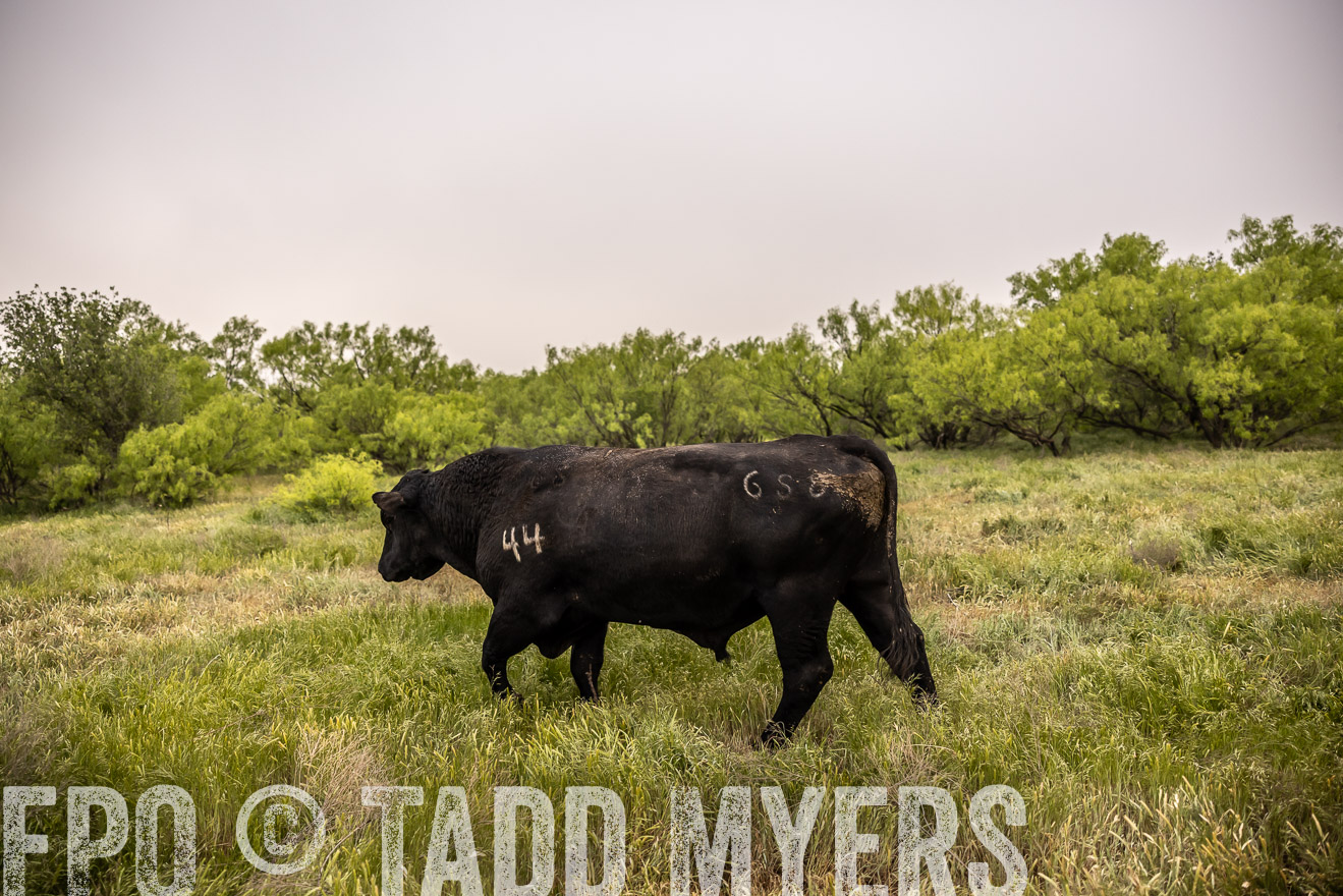 TMyers_PP_CircleBarRanch_TruscottTX_April2024-511909