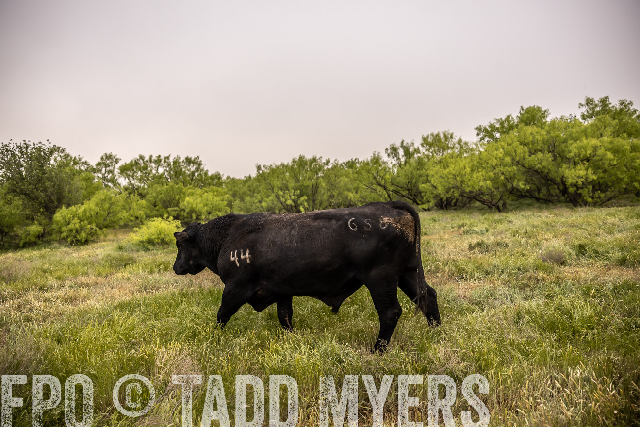 TMyers_PP_CircleBarRanch_TruscottTX_April2024-511910