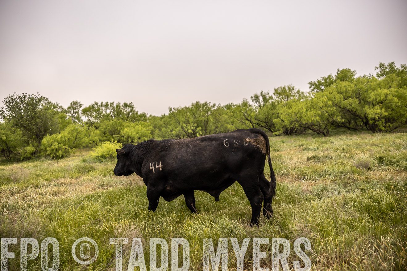 TMyers_PP_CircleBarRanch_TruscottTX_April2024-511911