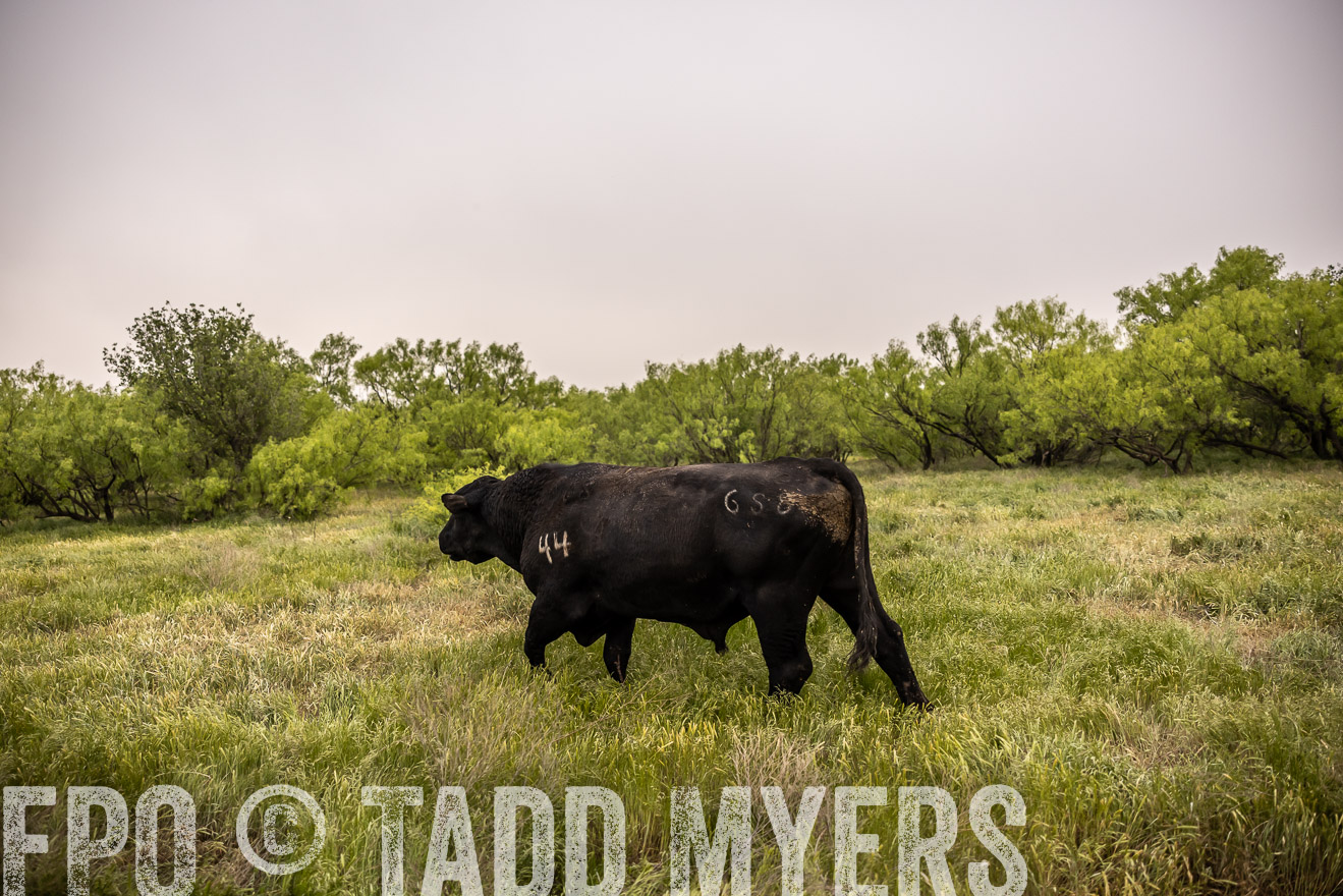 TMyers_PP_CircleBarRanch_TruscottTX_April2024-511913