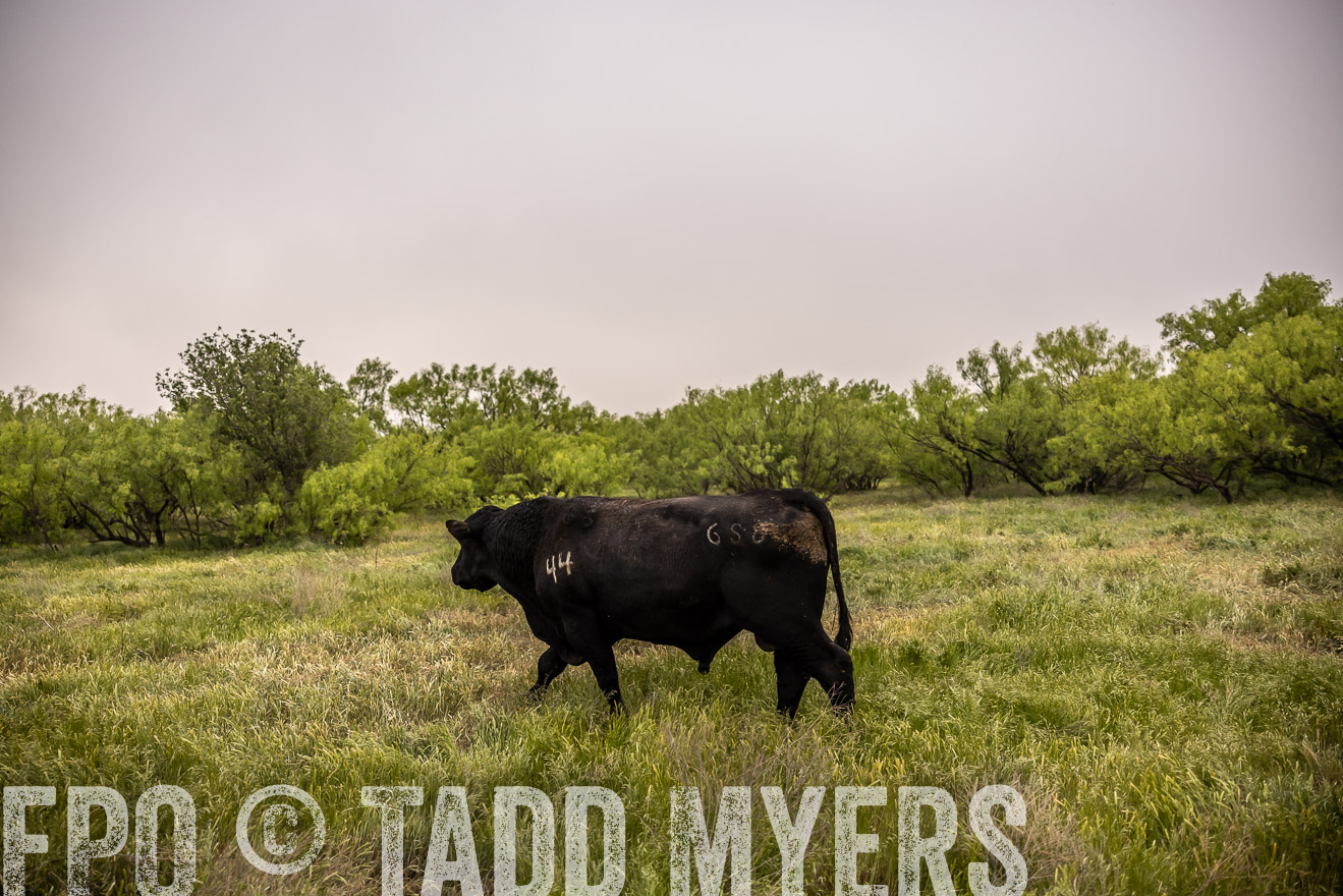 TMyers_PP_CircleBarRanch_TruscottTX_April2024-511914