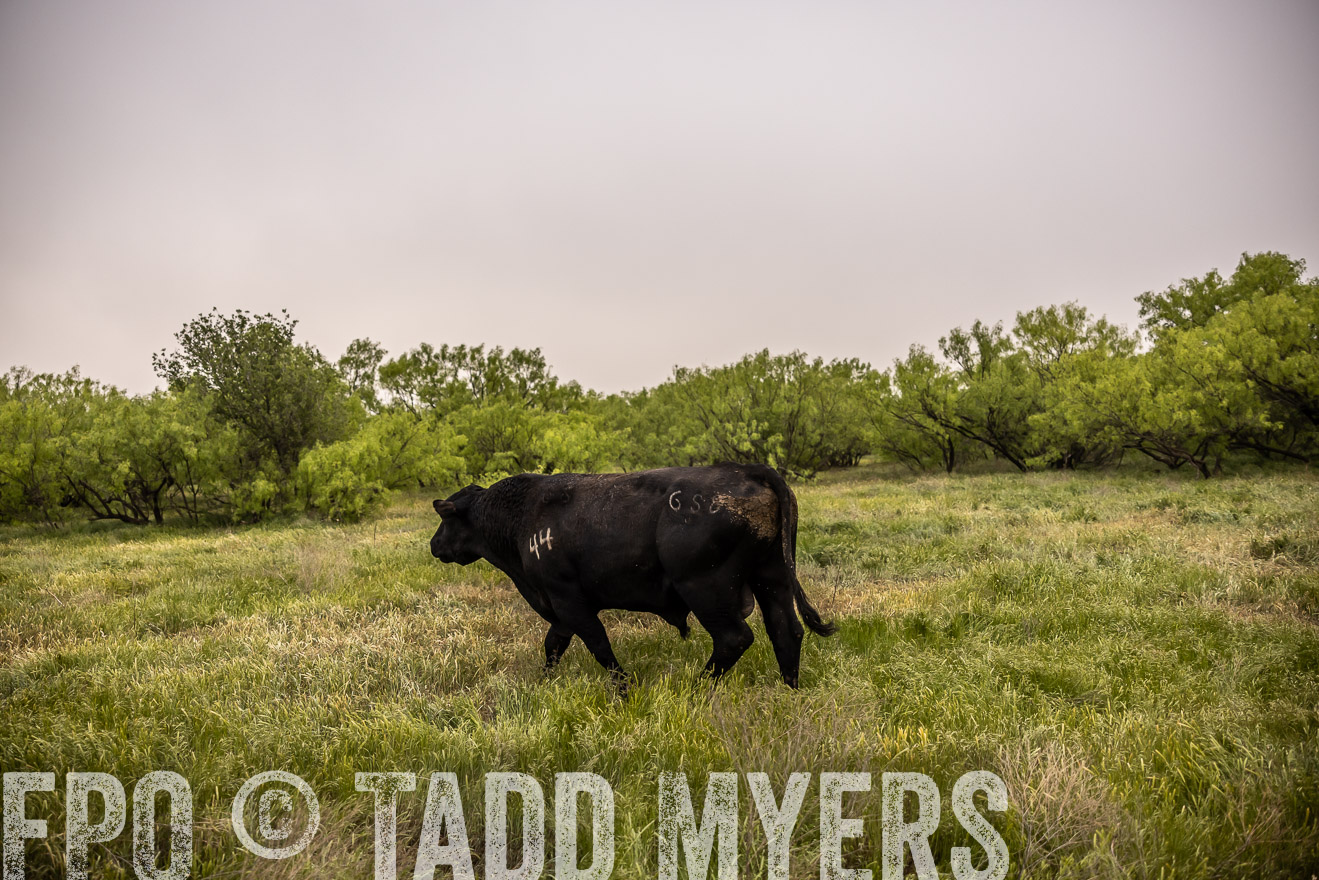 TMyers_PP_CircleBarRanch_TruscottTX_April2024-511916