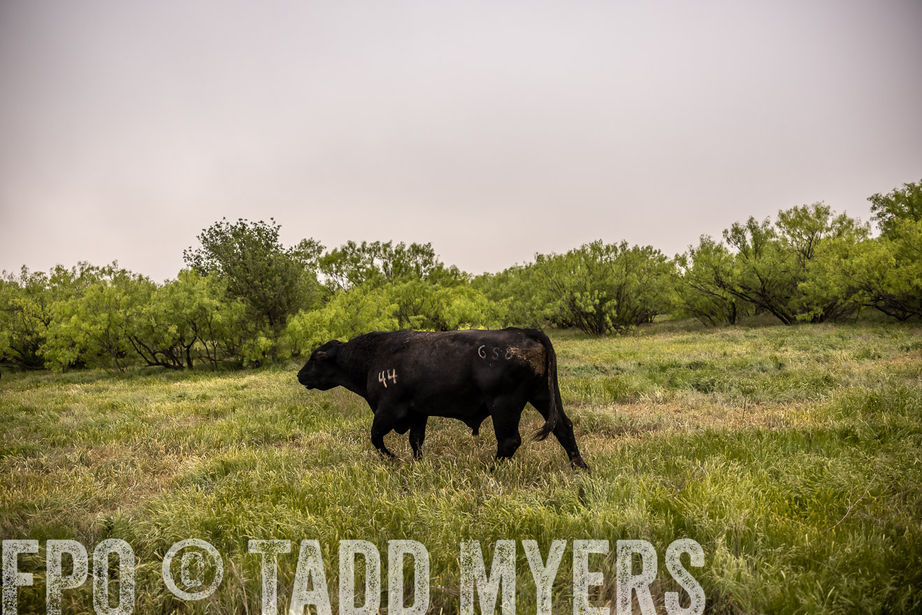 TMyers_PP_CircleBarRanch_TruscottTX_April2024-511919