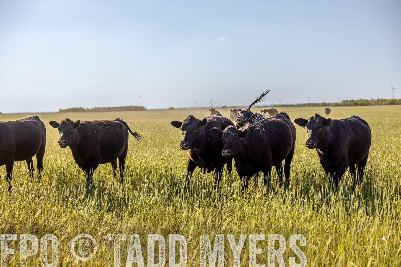 TMyers_PP_CircleBarRanch_TruscottTX_April2024-519236
