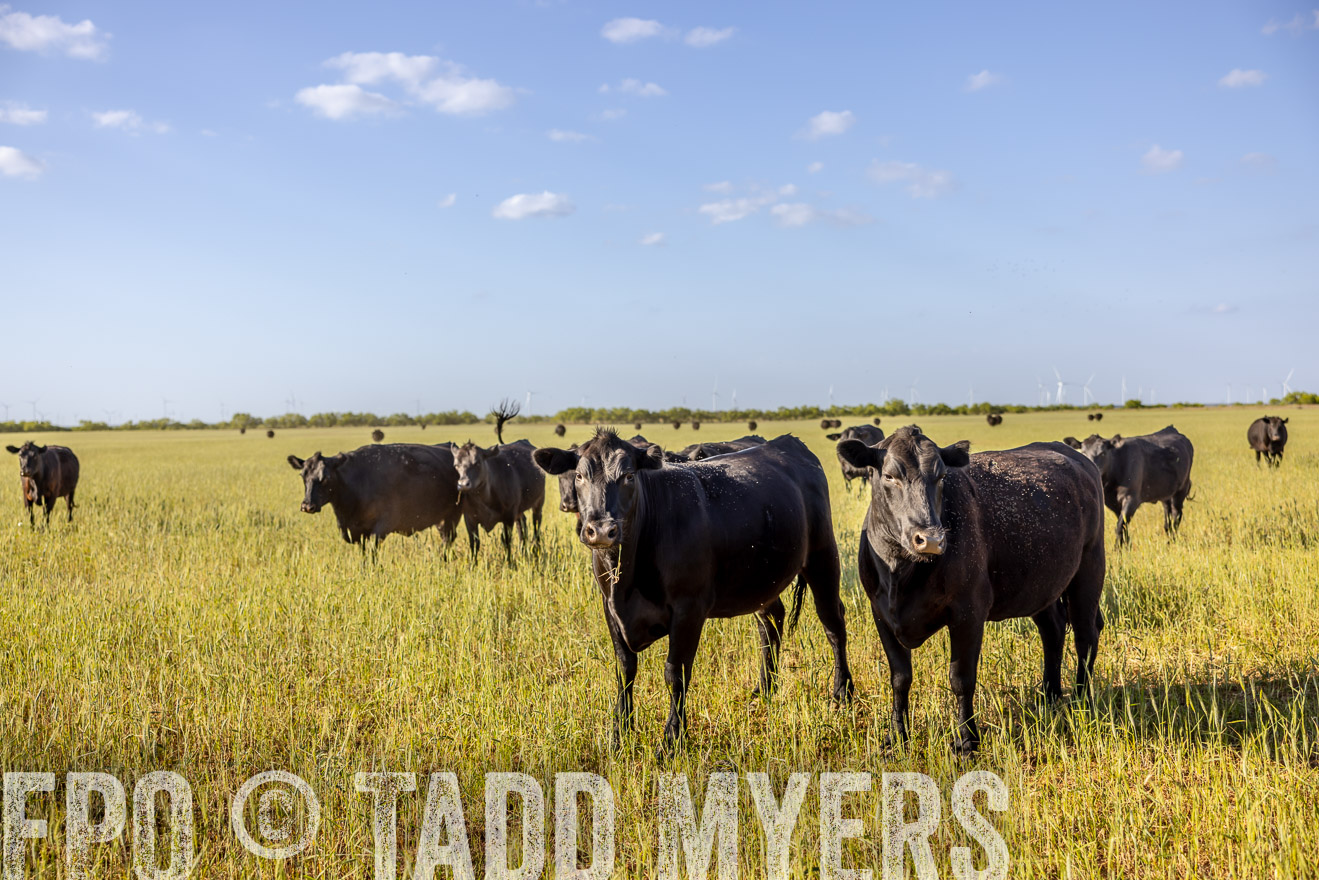 TMyers_PP_CircleBarRanch_TruscottTX_April2024-519242