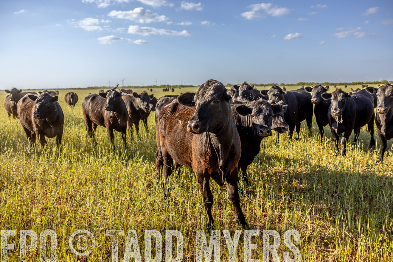 TMyers_PP_CircleBarRanch_TruscottTX_April2024-519244
