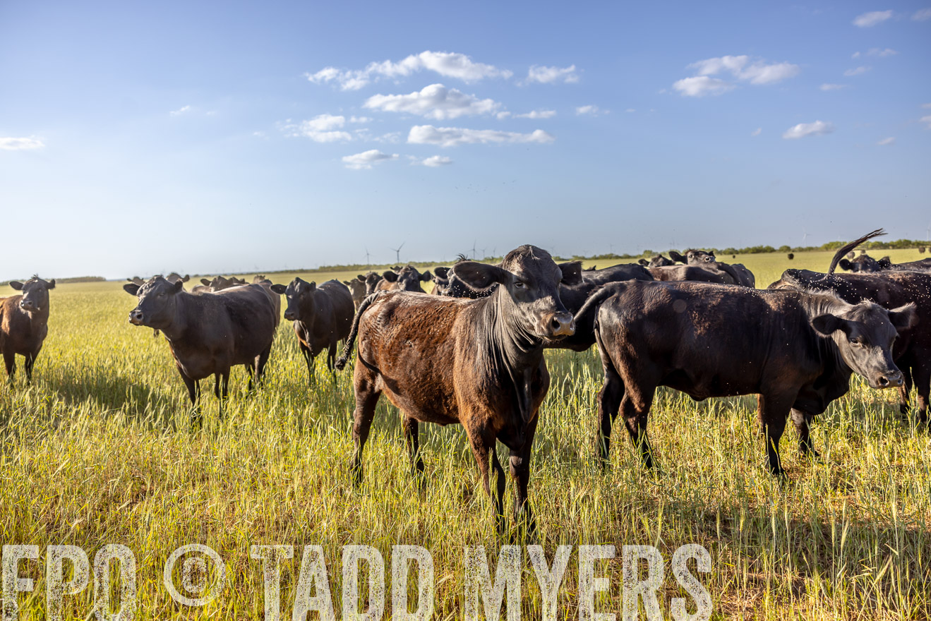 TMyers_PP_CircleBarRanch_TruscottTX_April2024-519249