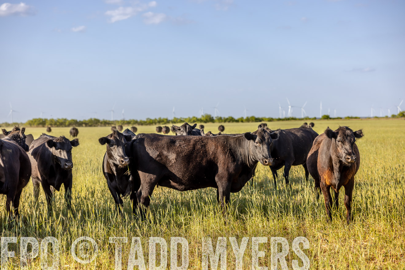 TMyers_PP_CircleBarRanch_TruscottTX_April2024-519253
