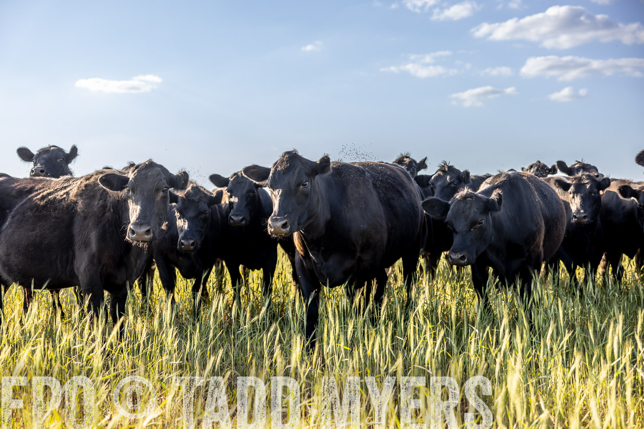 TMyers_PP_CircleBarRanch_TruscottTX_April2024-519255
