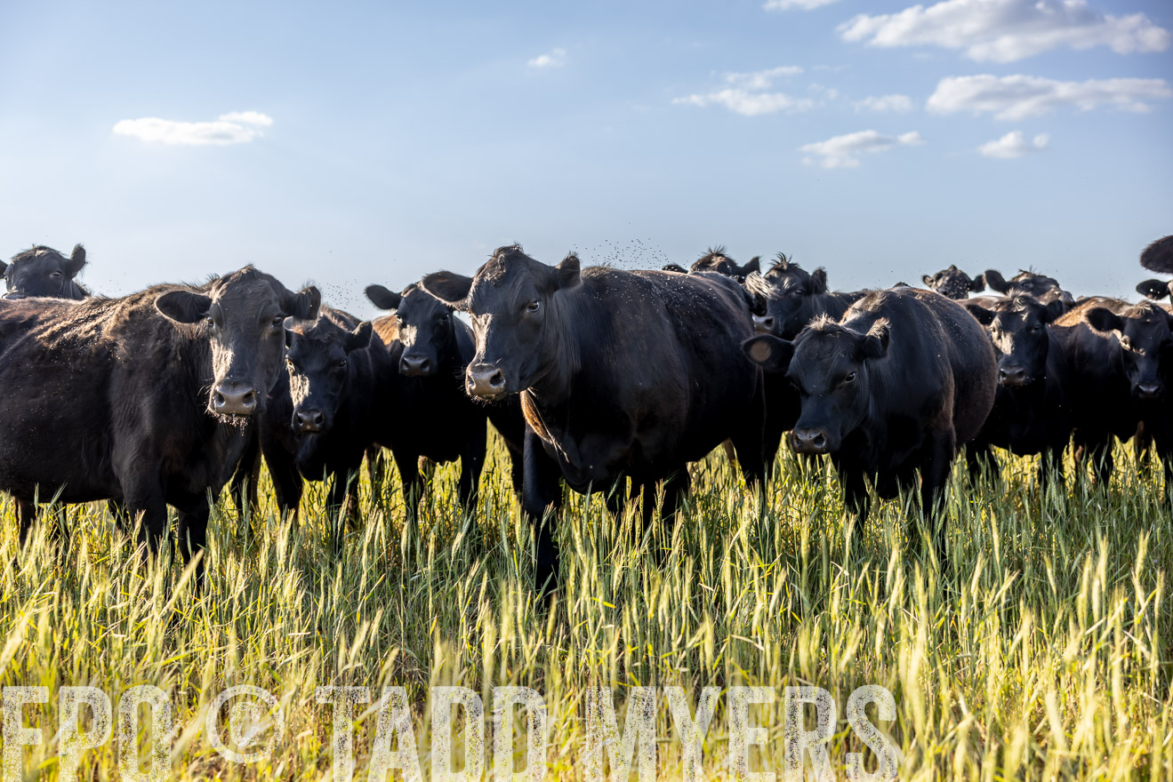 TMyers_PP_CircleBarRanch_TruscottTX_April2024-519256