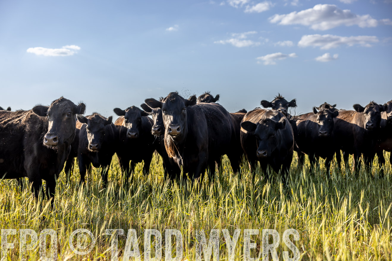 TMyers_PP_CircleBarRanch_TruscottTX_April2024-519258