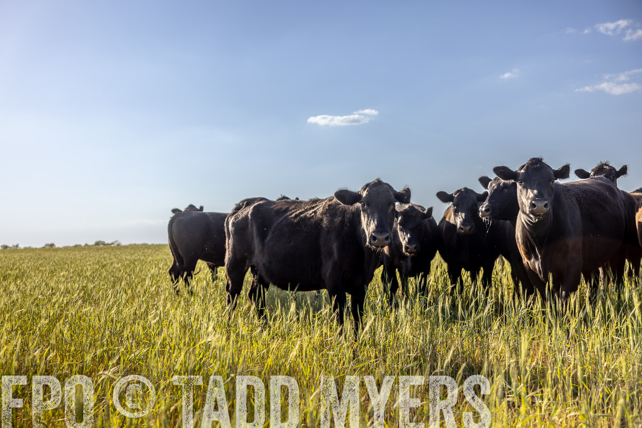 TMyers_PP_CircleBarRanch_TruscottTX_April2024-519259