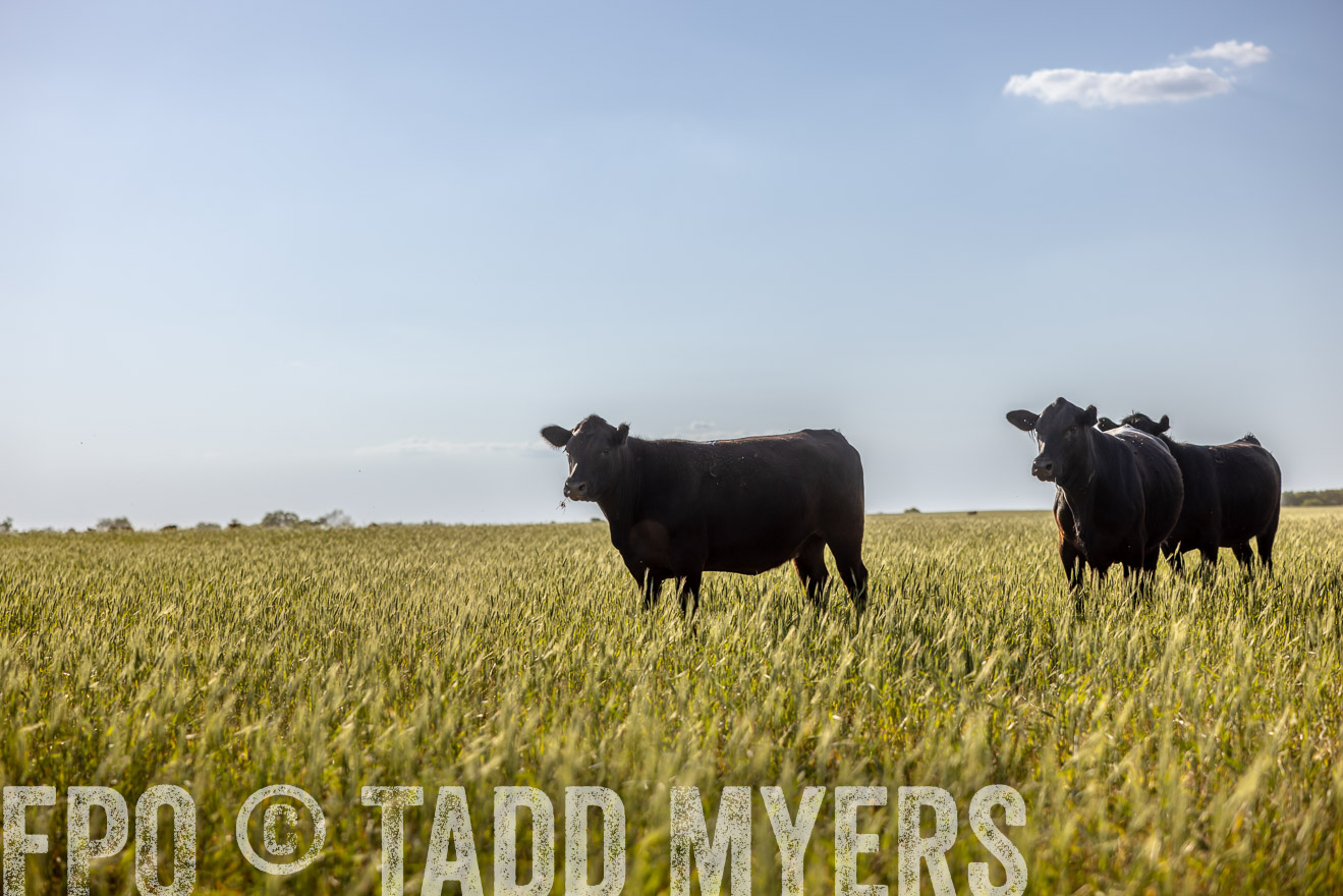 TMyers_PP_CircleBarRanch_TruscottTX_April2024-519262