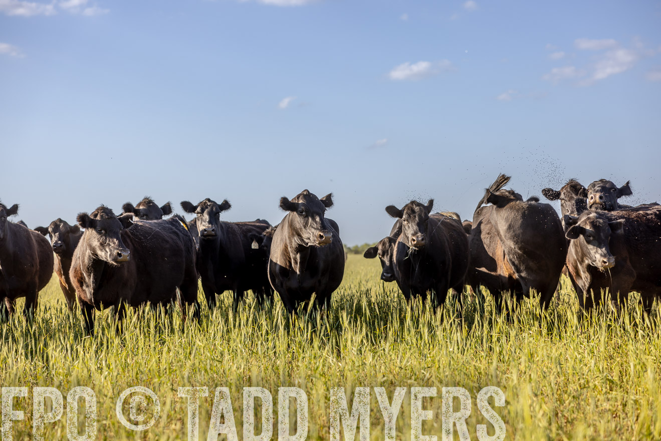 TMyers_PP_CircleBarRanch_TruscottTX_April2024-519271