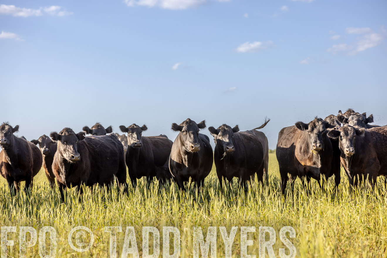 TMyers_PP_CircleBarRanch_TruscottTX_April2024-519272