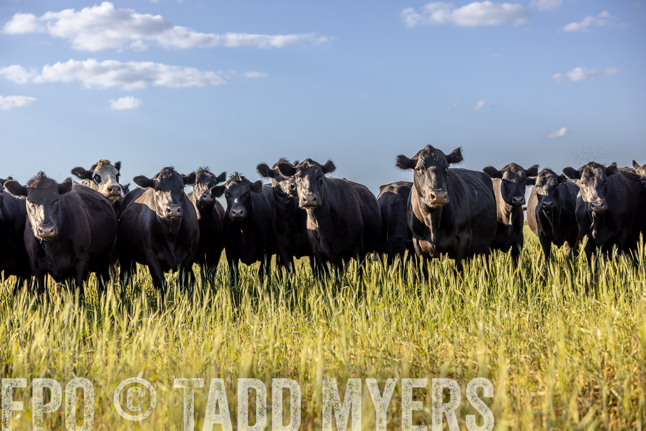 TMyers_PP_CircleBarRanch_TruscottTX_April2024-519277