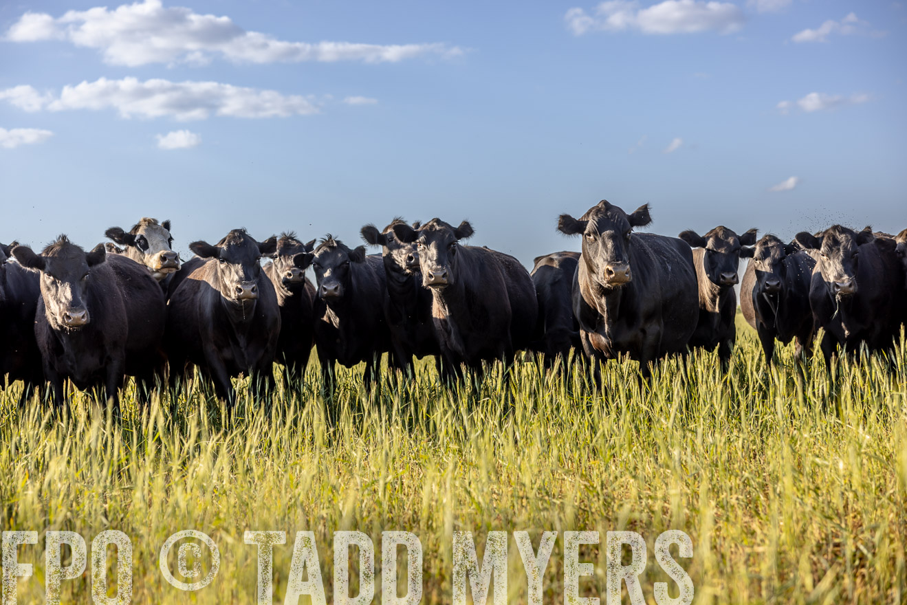TMyers_PP_CircleBarRanch_TruscottTX_April2024-519278