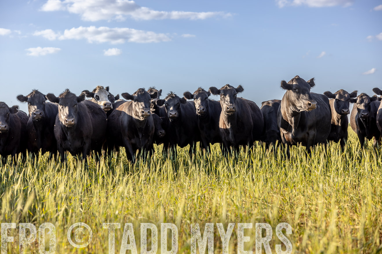 TMyers_PP_CircleBarRanch_TruscottTX_April2024-519279