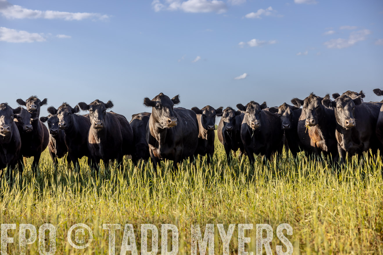 TMyers_PP_CircleBarRanch_TruscottTX_April2024-519284