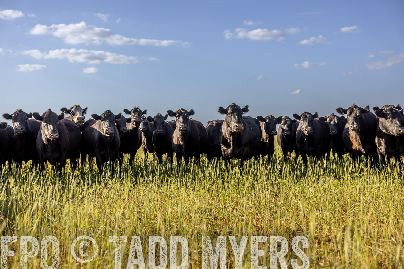 TMyers_PP_CircleBarRanch_TruscottTX_April2024-519287