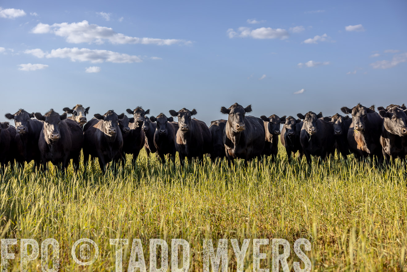 TMyers_PP_CircleBarRanch_TruscottTX_April2024-519288