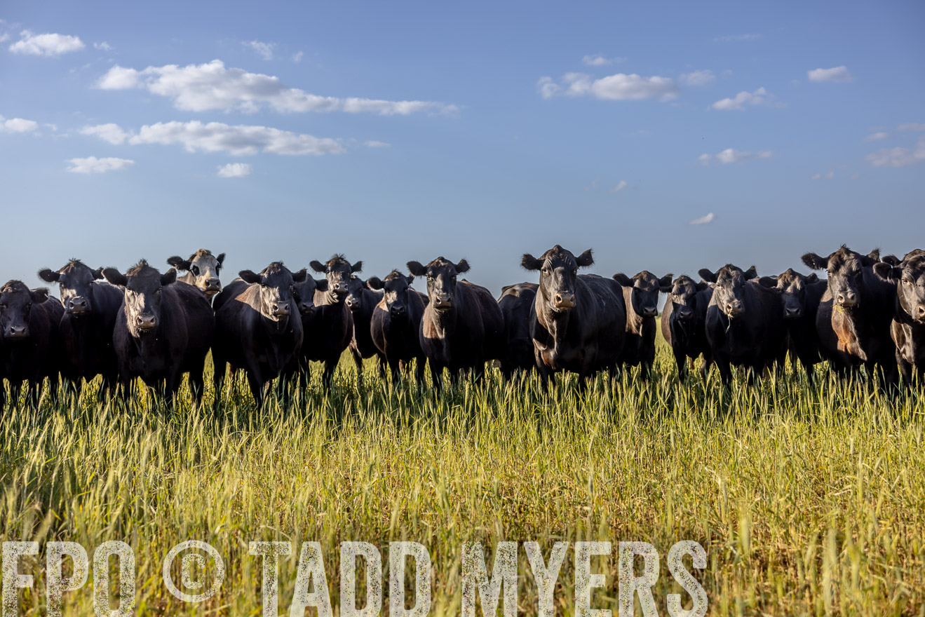 TMyers_PP_CircleBarRanch_TruscottTX_April2024-519290