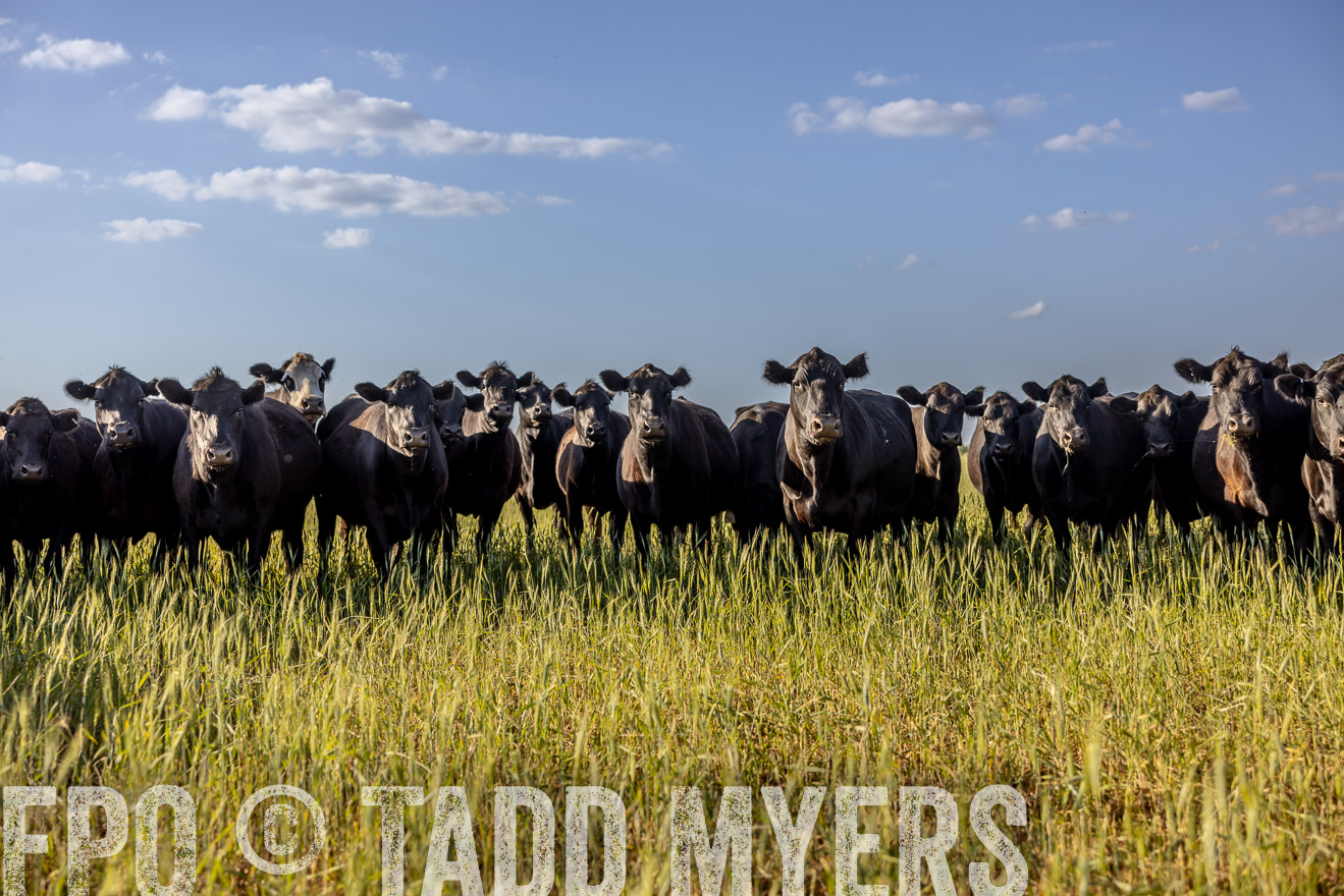 TMyers_PP_CircleBarRanch_TruscottTX_April2024-519292