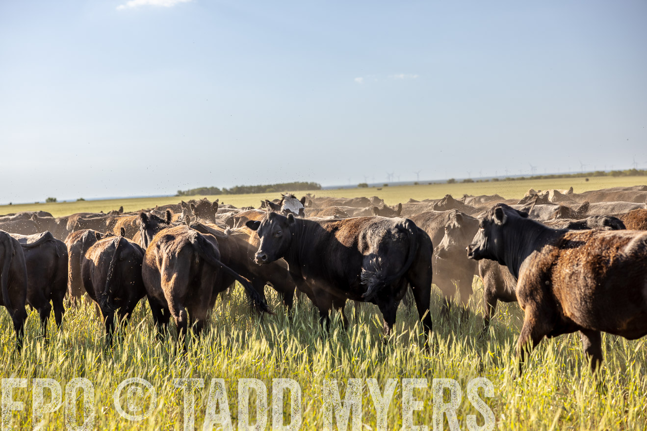TMyers_PP_CircleBarRanch_TruscottTX_April2024-519295