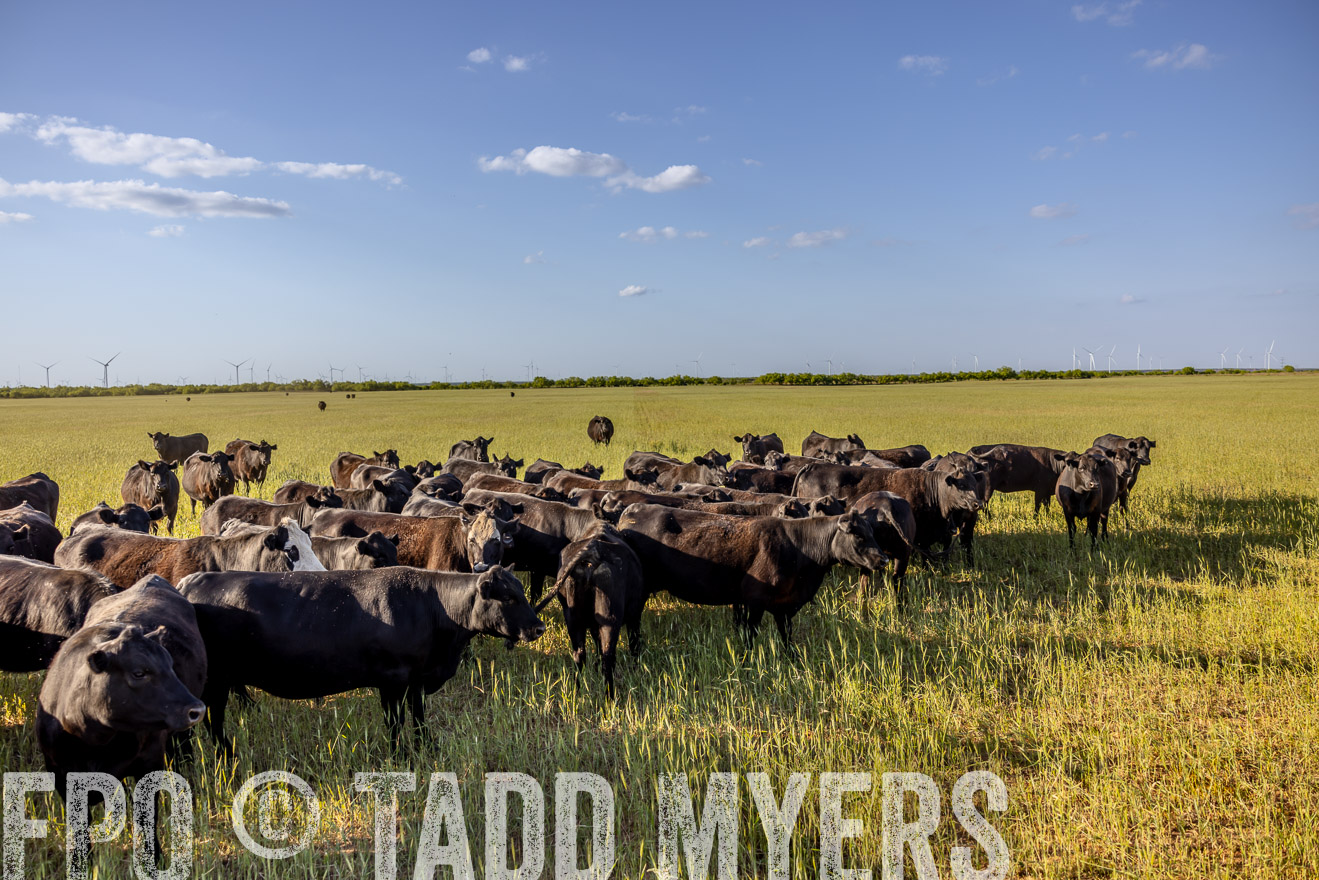 TMyers_PP_CircleBarRanch_TruscottTX_April2024-519303