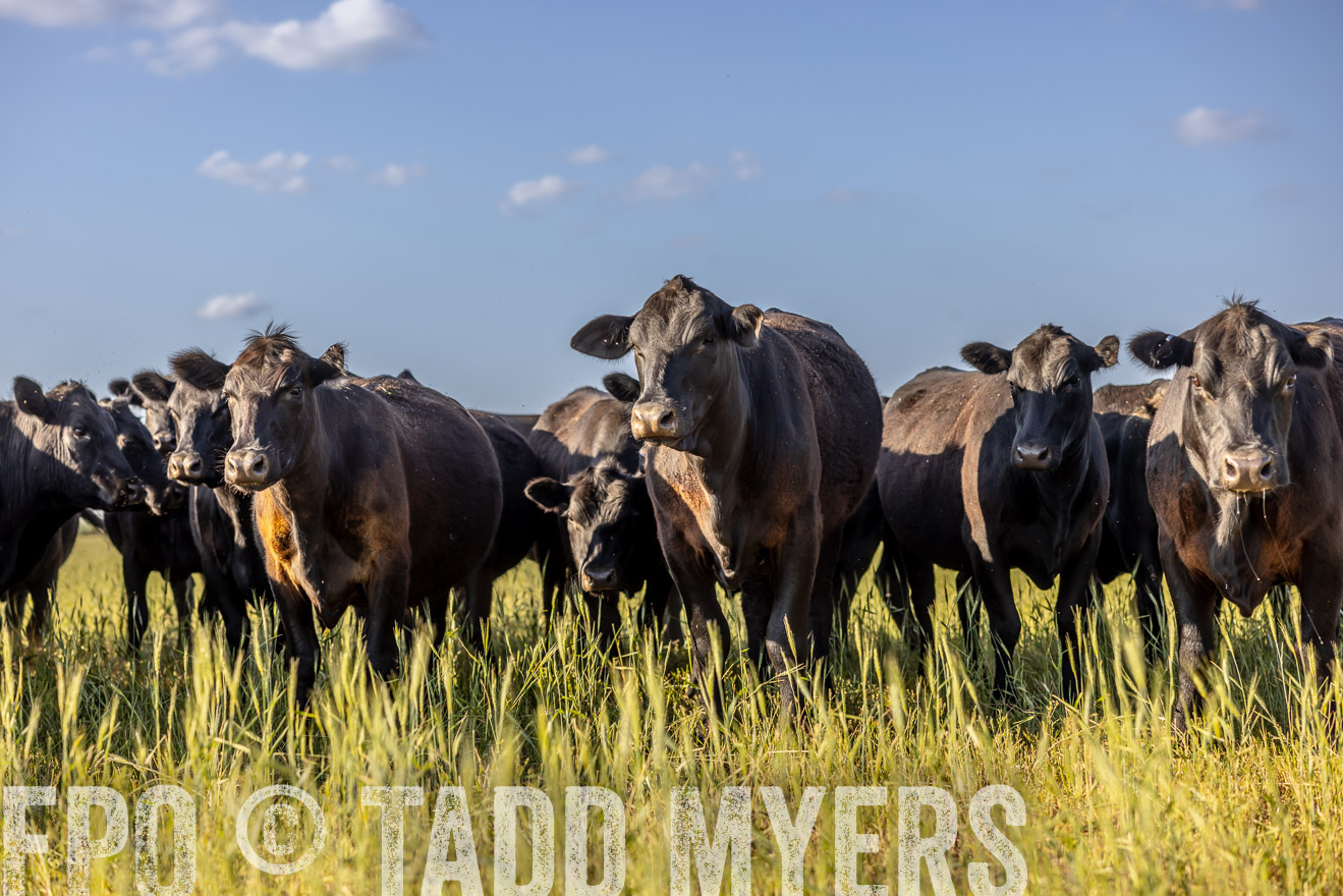 TMyers_PP_CircleBarRanch_TruscottTX_April2024-519315