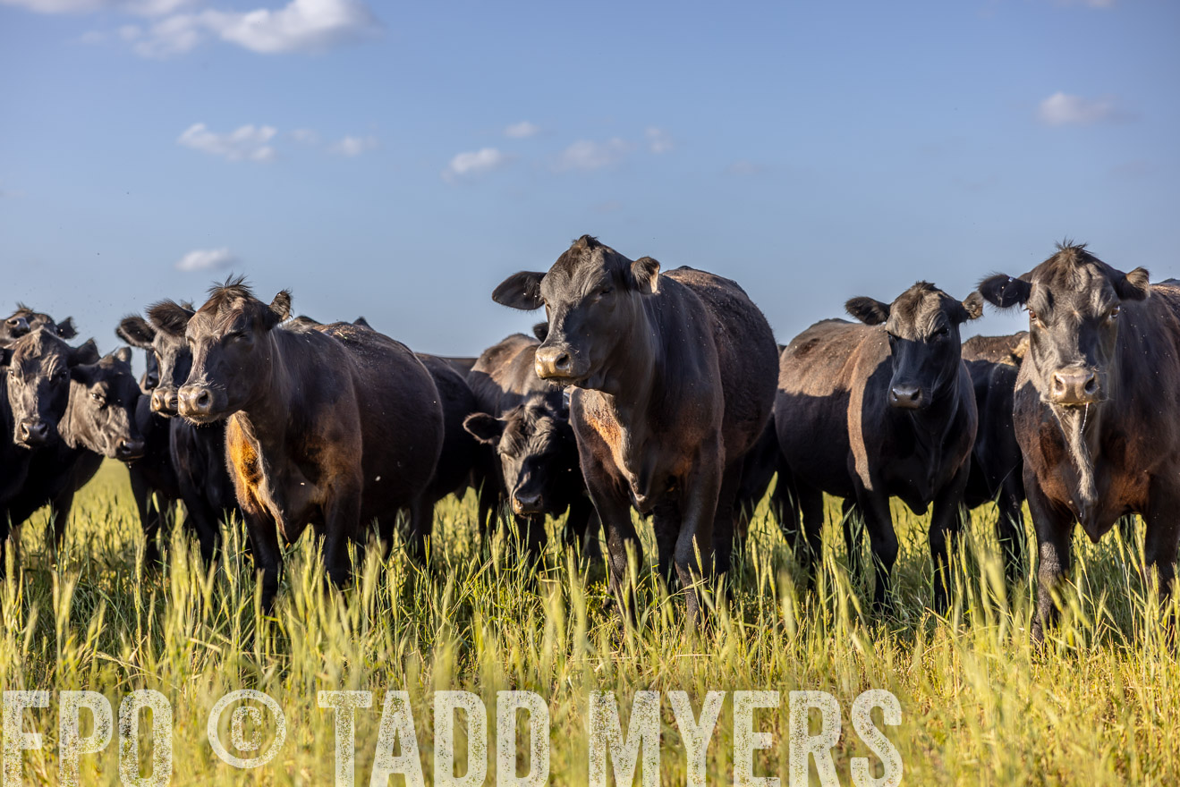 TMyers_PP_CircleBarRanch_TruscottTX_April2024-519317