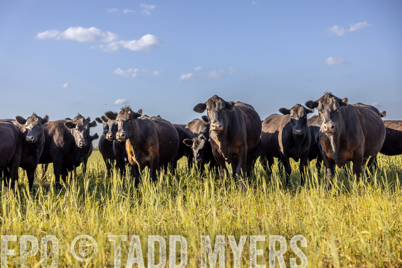 TMyers_PP_CircleBarRanch_TruscottTX_April2024-519324
