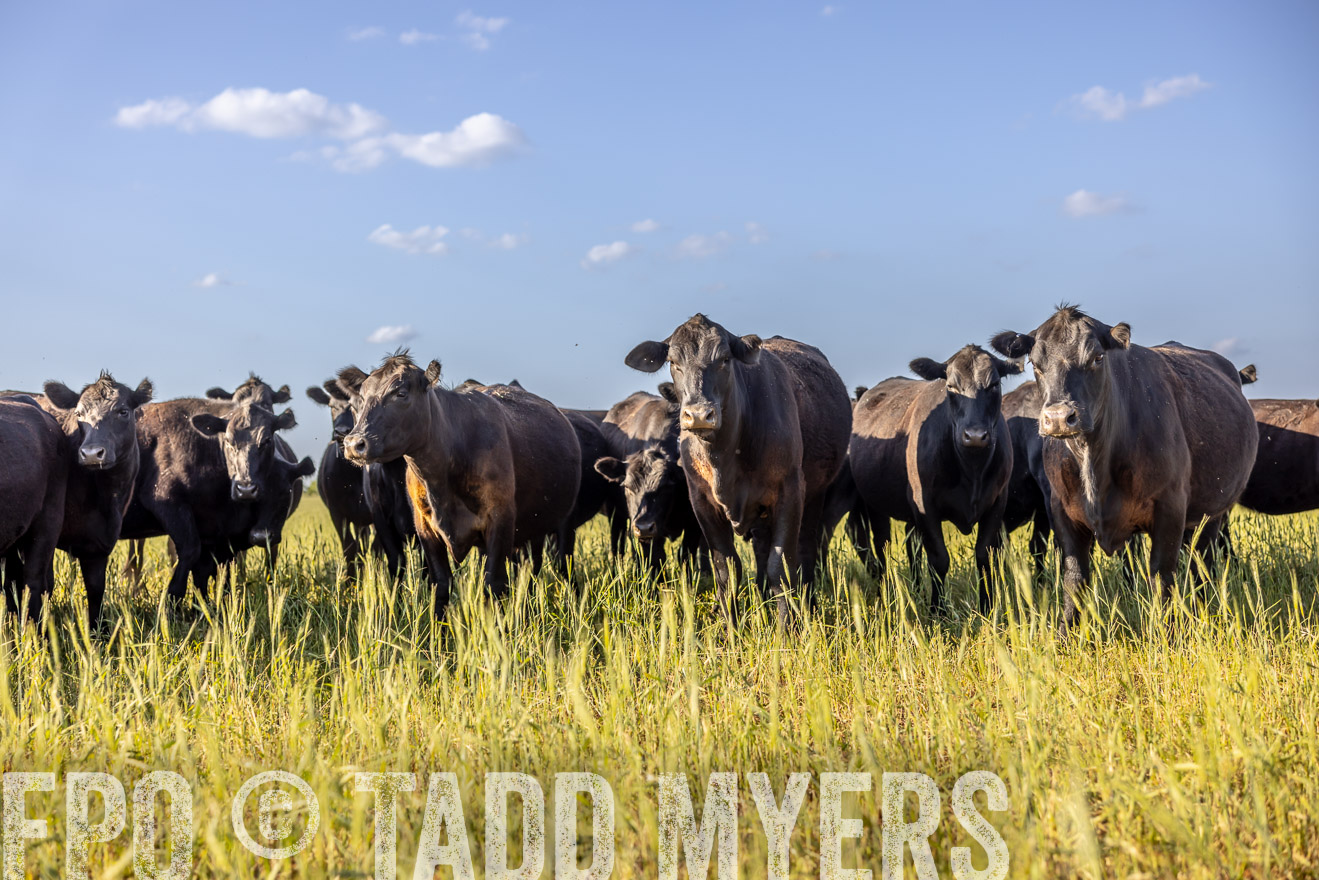 TMyers_PP_CircleBarRanch_TruscottTX_April2024-519326