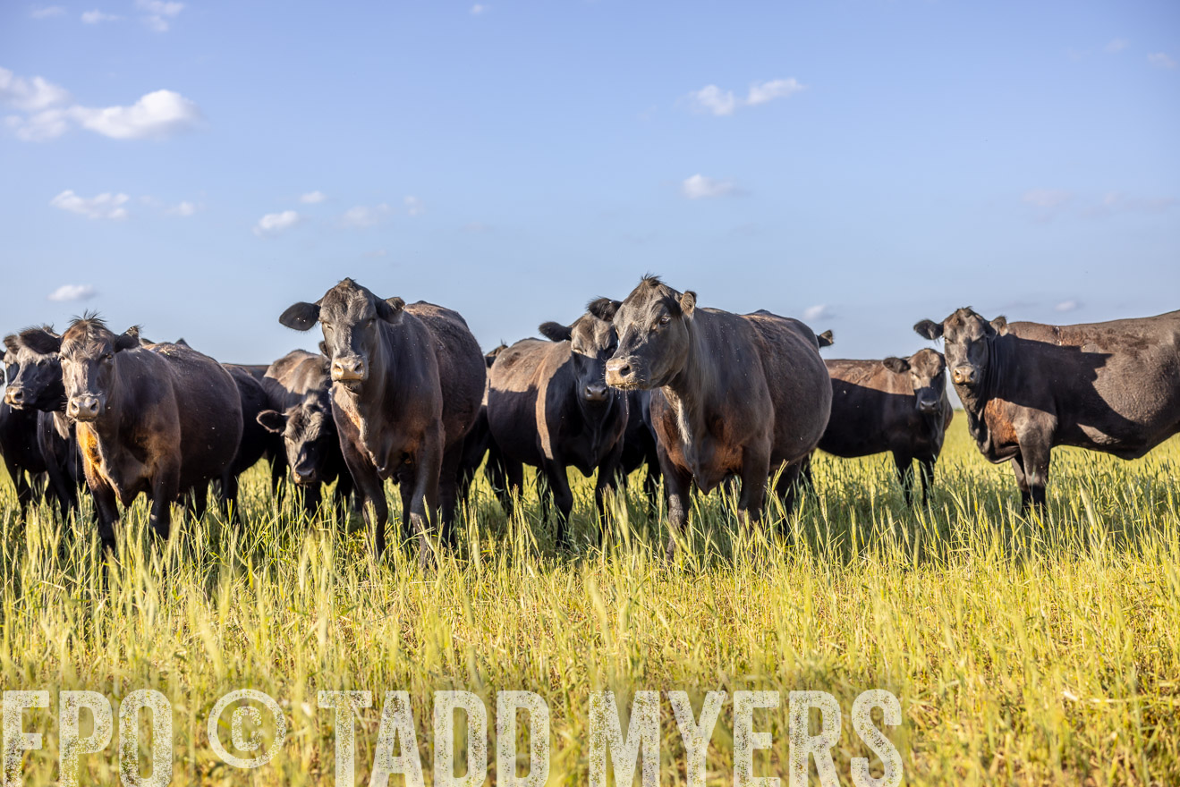 TMyers_PP_CircleBarRanch_TruscottTX_April2024-519328