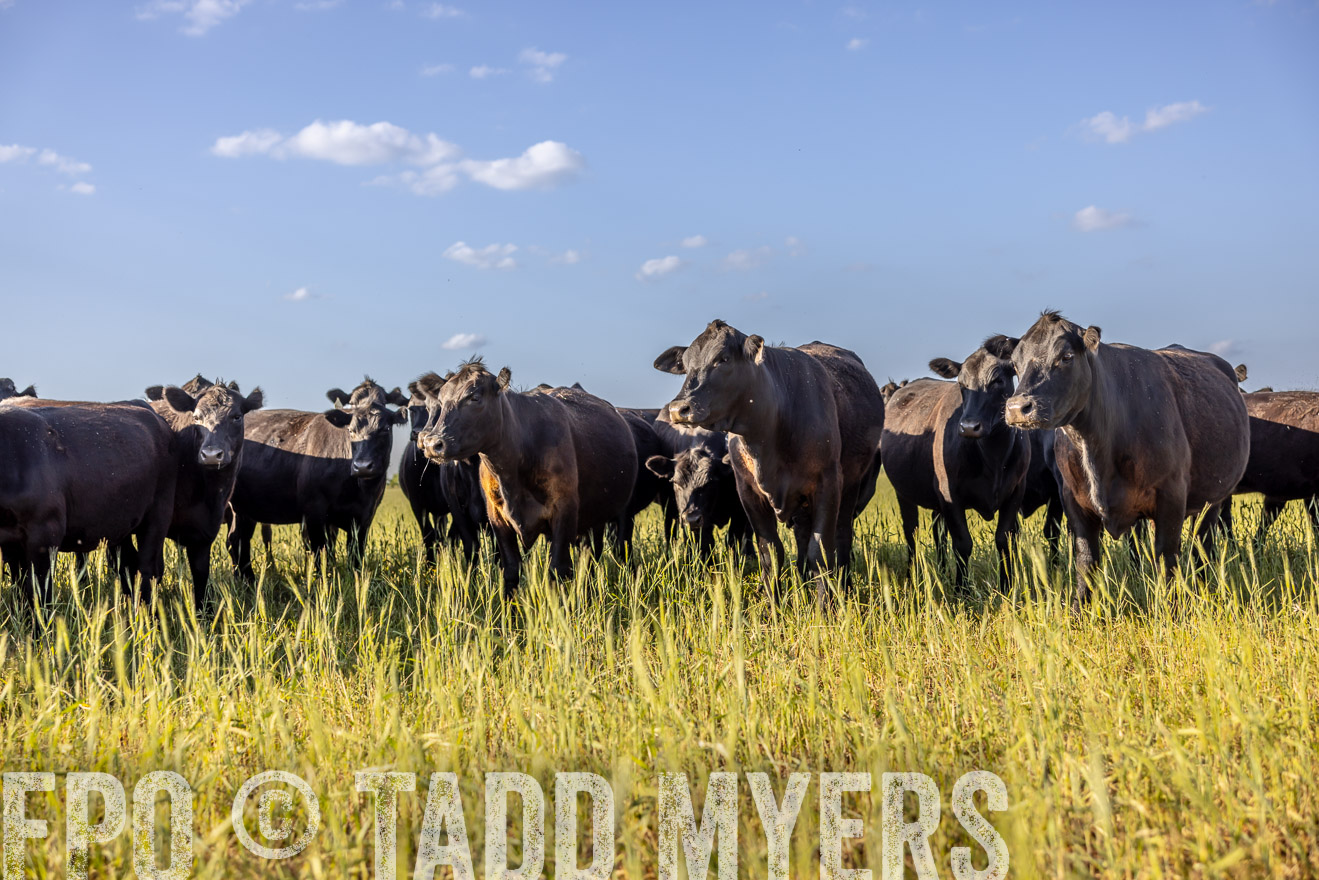 TMyers_PP_CircleBarRanch_TruscottTX_April2024-519333