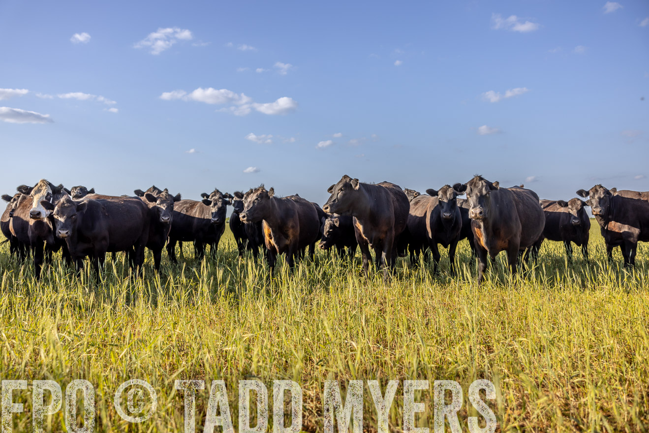 TMyers_PP_CircleBarRanch_TruscottTX_April2024-519335
