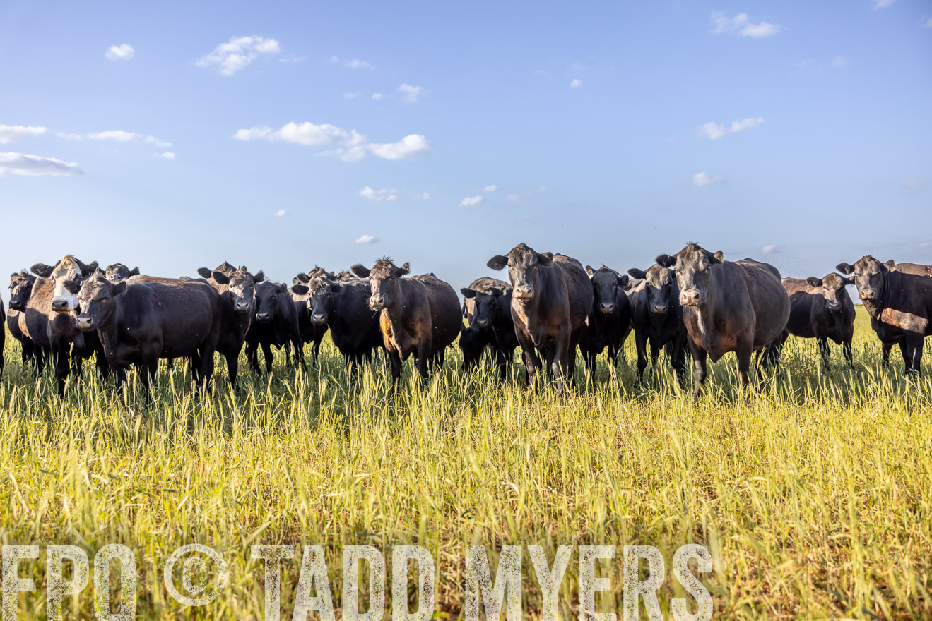 TMyers_PP_CircleBarRanch_TruscottTX_April2024-519337