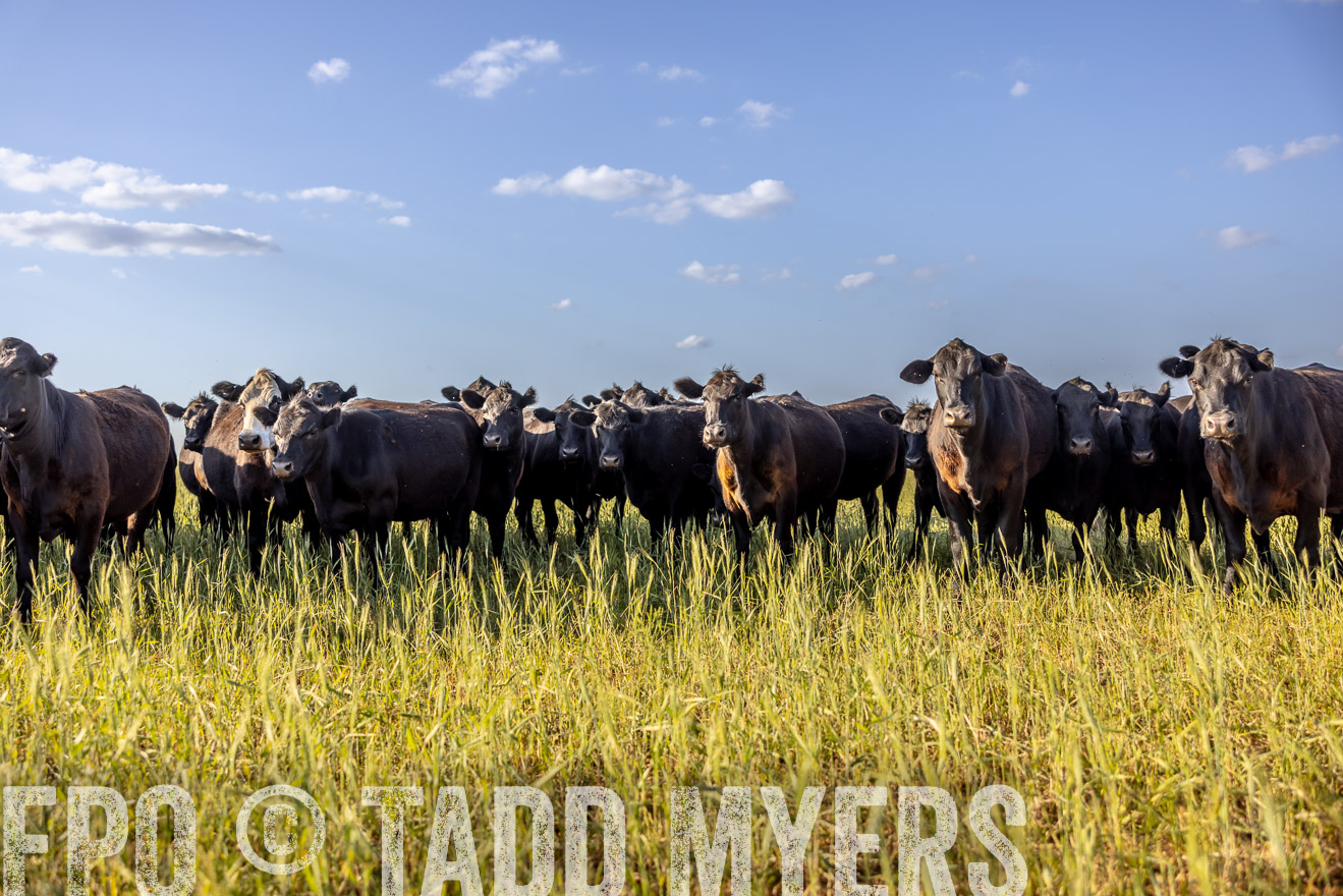 TMyers_PP_CircleBarRanch_TruscottTX_April2024-519347