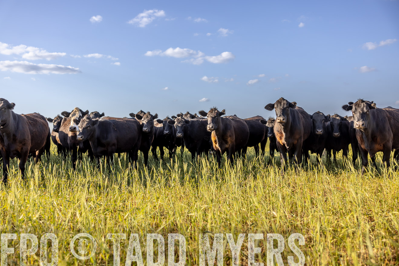 TMyers_PP_CircleBarRanch_TruscottTX_April2024-519350