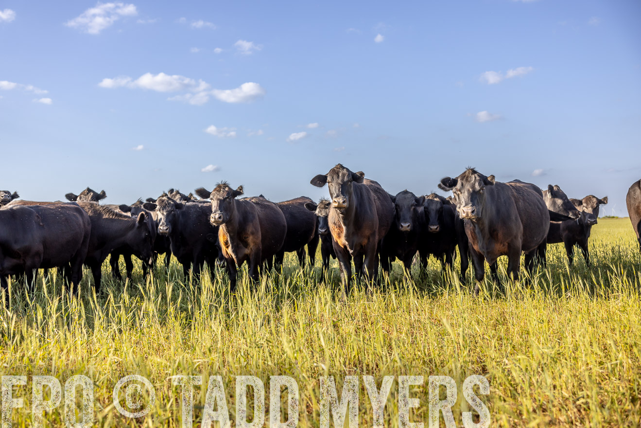 TMyers_PP_CircleBarRanch_TruscottTX_April2024-519352