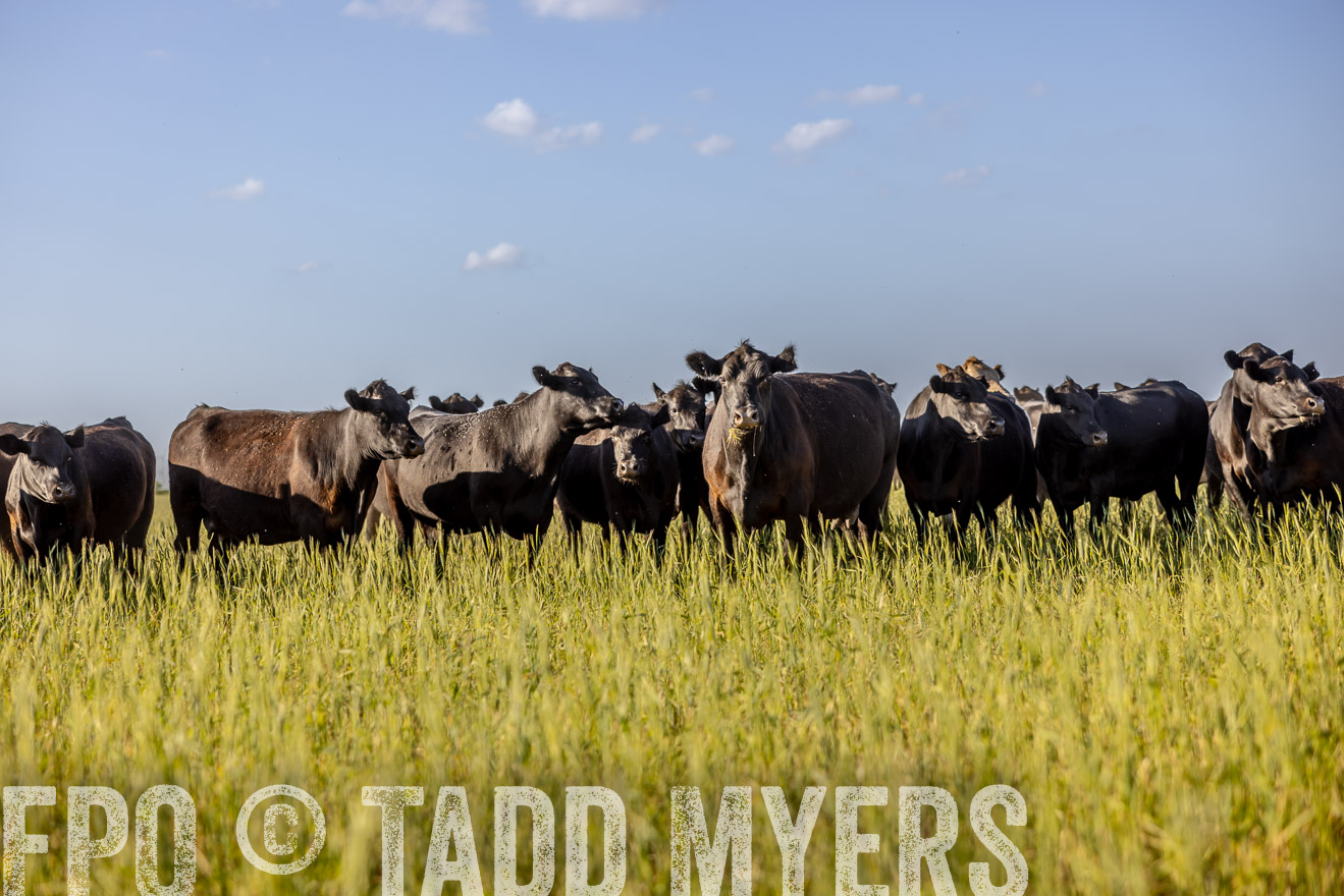 TMyers_PP_CircleBarRanch_TruscottTX_April2024-519356