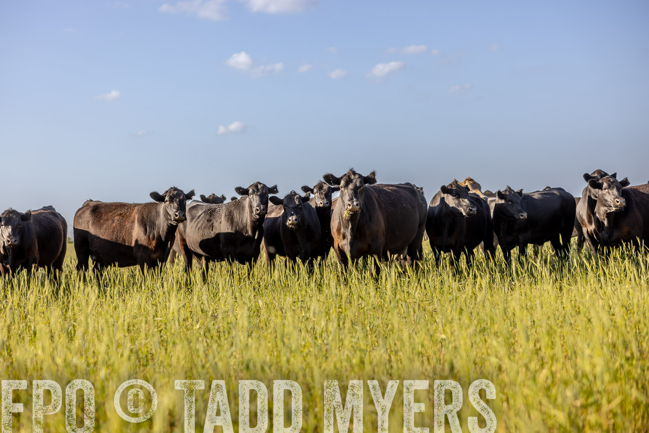 TMyers_PP_CircleBarRanch_TruscottTX_April2024-519358
