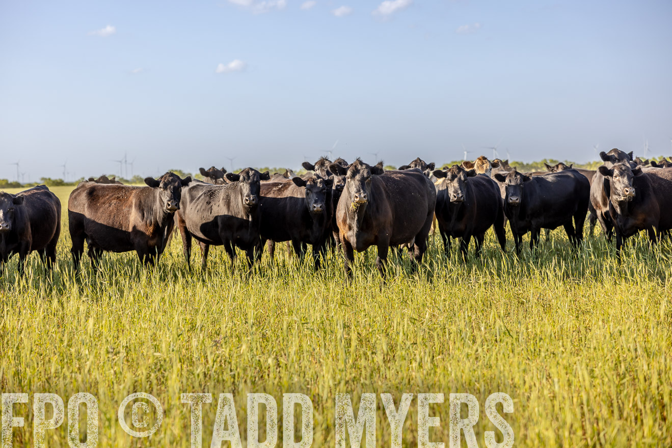 TMyers_PP_CircleBarRanch_TruscottTX_April2024-519362